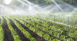 Consumo di acqua in agricoltura