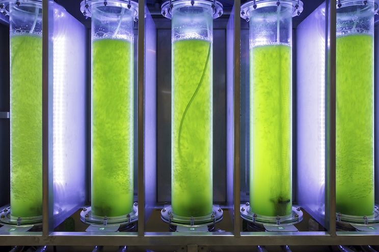 biocarburanti dalle microalghe